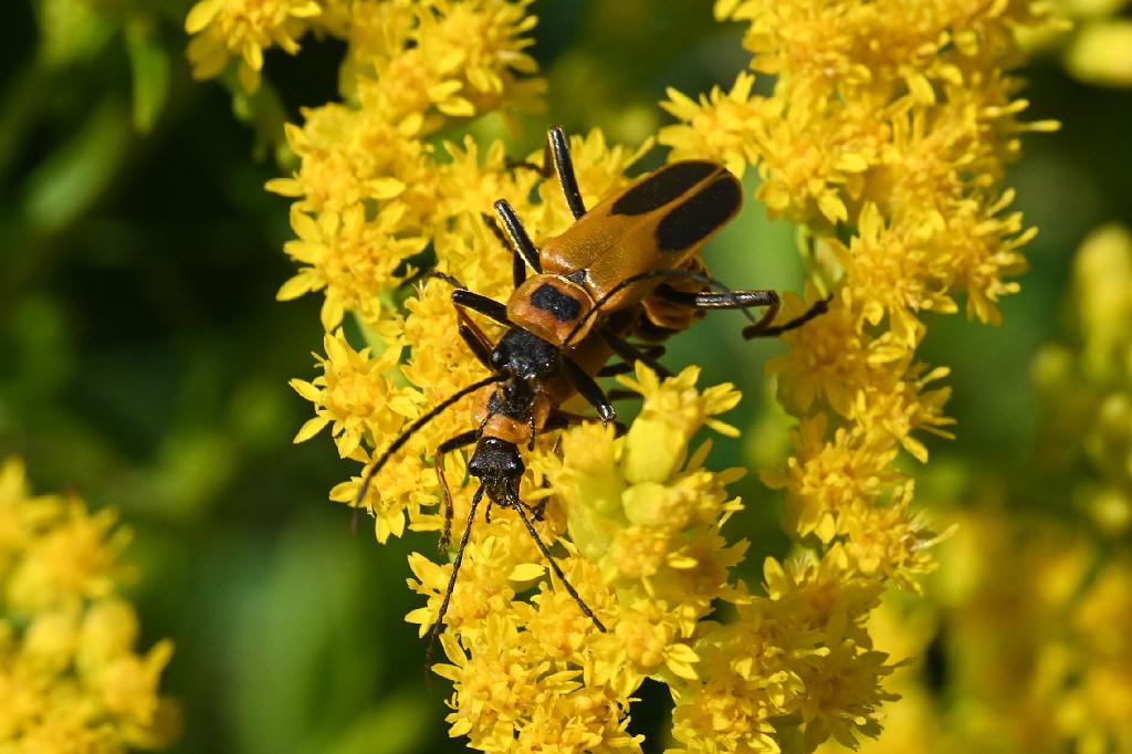 2025-08240150 Assabet River NWR, MA.JPG - Goldenrod Soldier Beetle aka Pennsylvania Leatherwing Beetle (Chauliognathus pennsylvanicus). Assabet River National Wildlife Refuge, MA, 8-24-2025